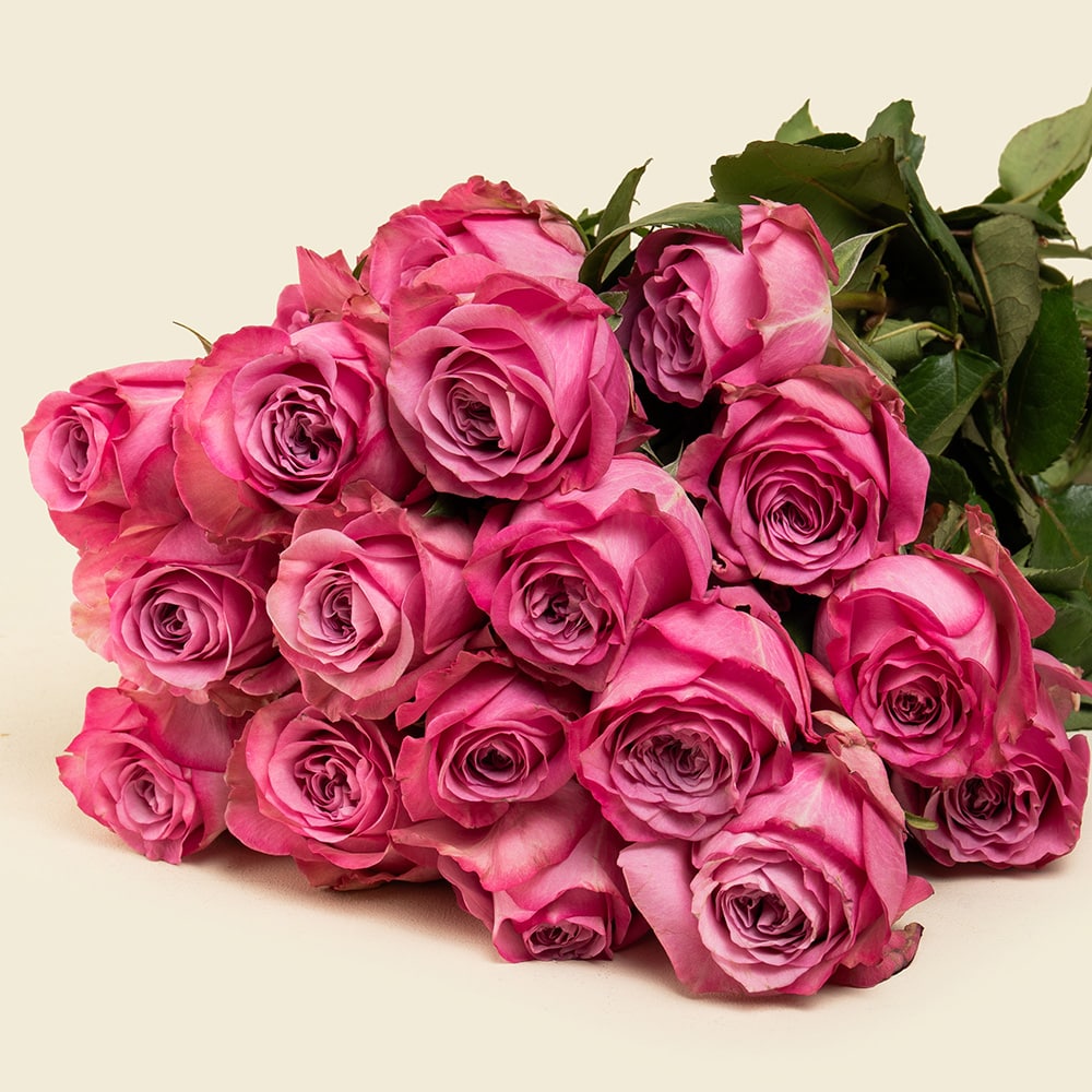 7.2 25 Deep Purple Roses Bunch
