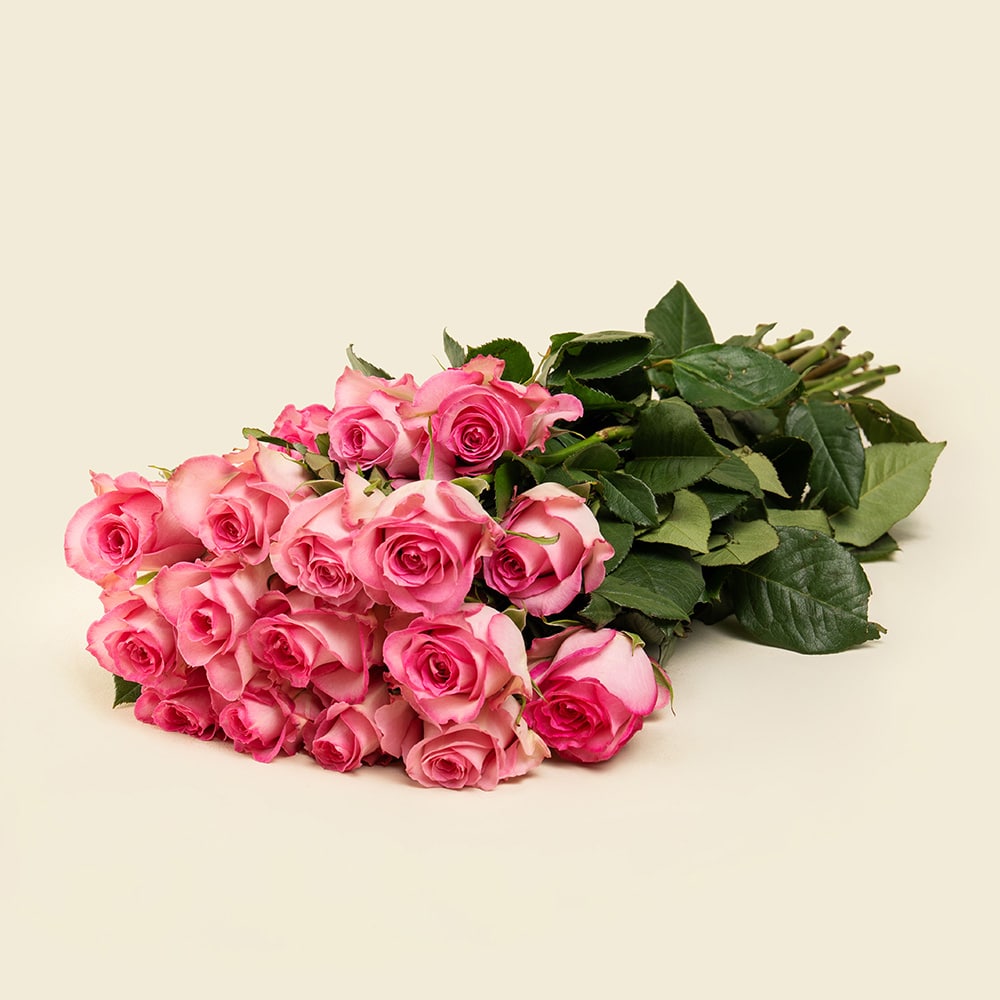 9 25 Baby Pink Roses Bunch