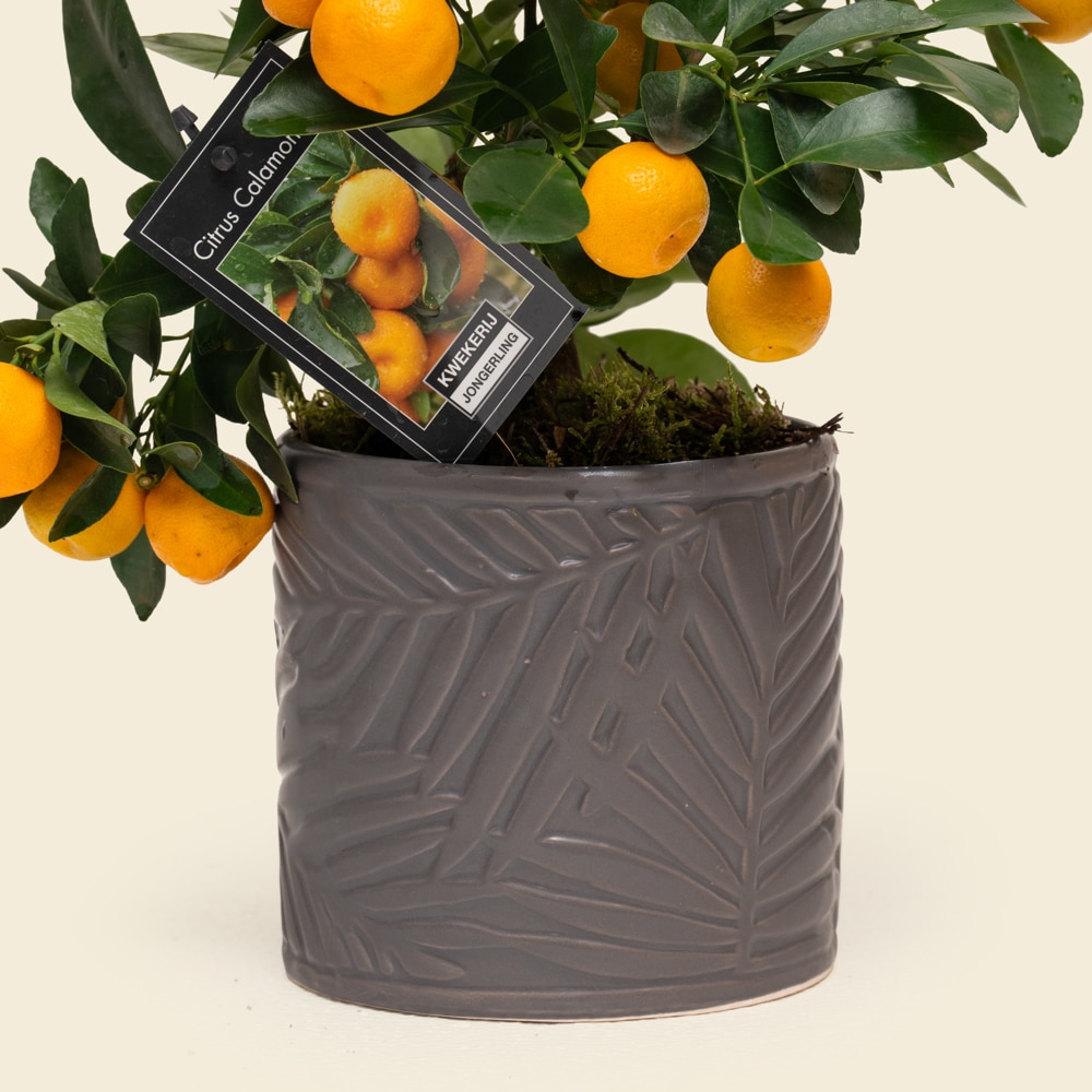 03.2 Citrofortunella Citrus Plant in Pattern Ceramic Vessel