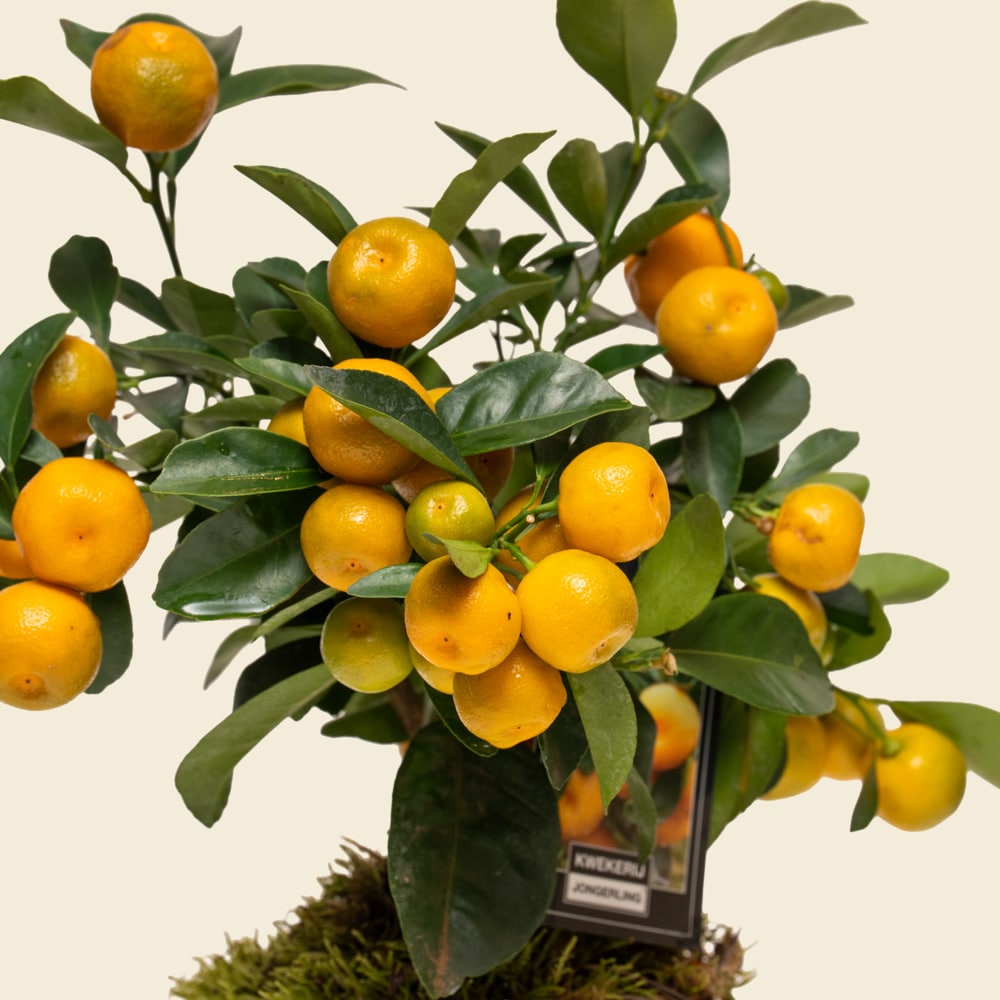 04.1 Golden Citrofortunella Citrus Plant in Ceramic Vessel