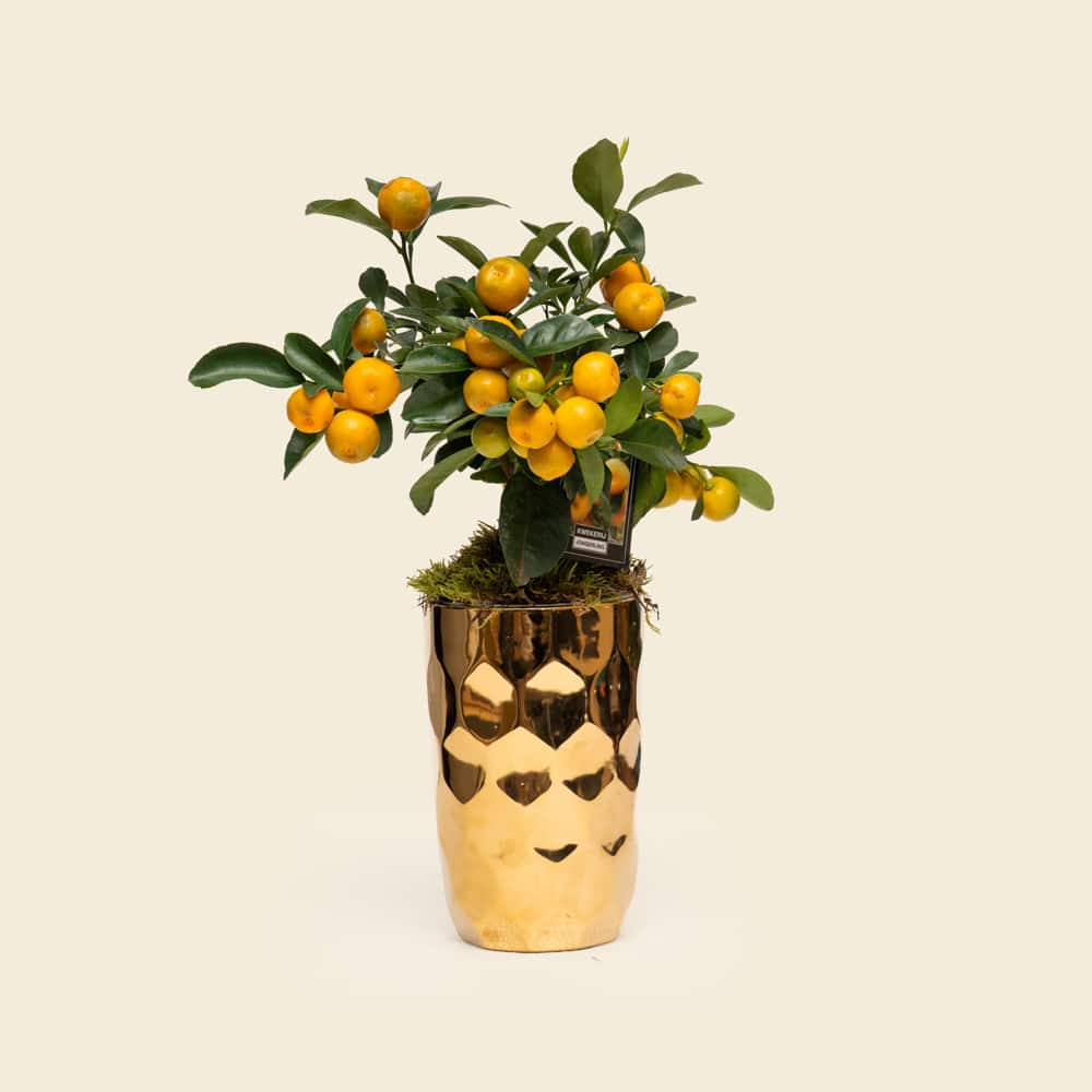 04 Golden Citrofortunella Citrus Plant in Ceramic Vessel