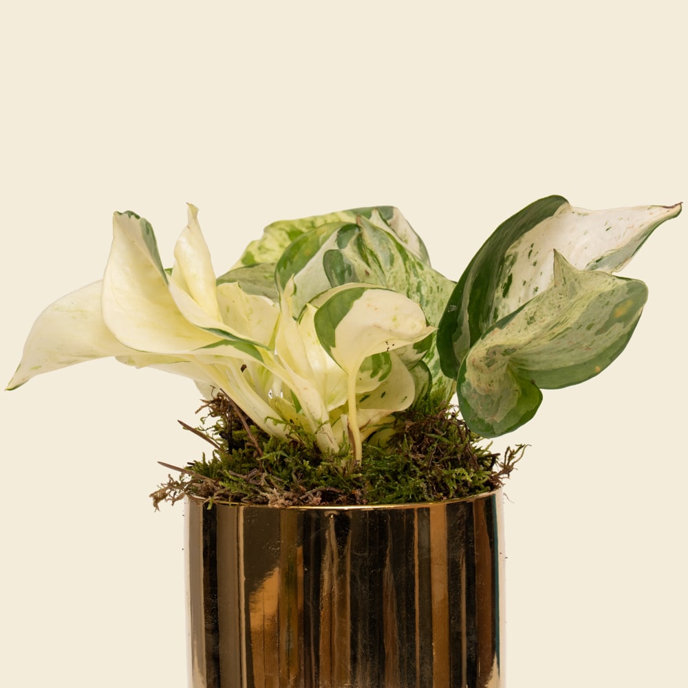 08.1 Elegant Variegated Epipremnum in Gold Ceramic Vase
