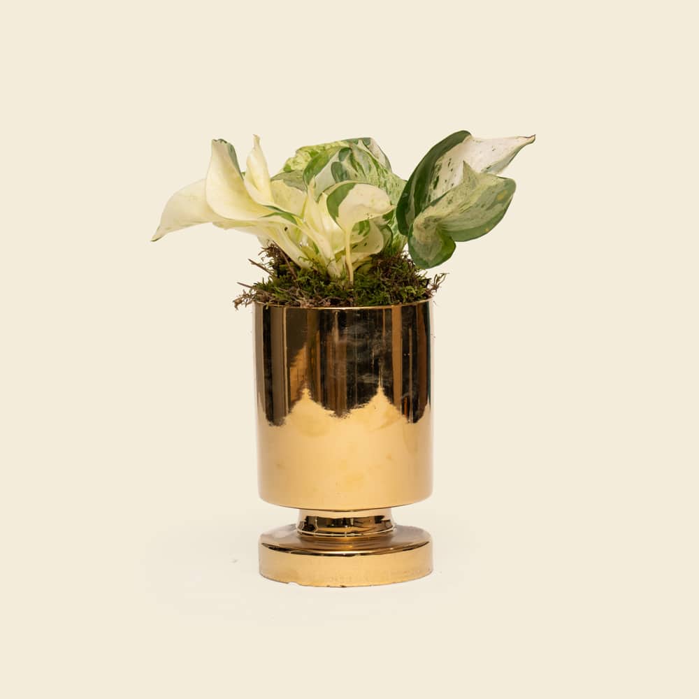 08 Elegant Variegated Epipremnum in Gold Ceramic Vase