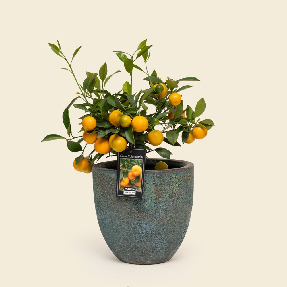09 Mini Citrofortunella Citrus Tree in Ceramic Planter