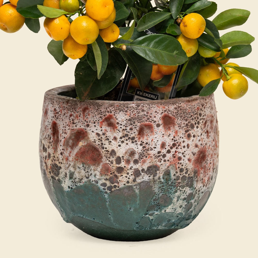 12.1 Charming Mini Citrofortunella Citrus Plant in Ceramic Pot