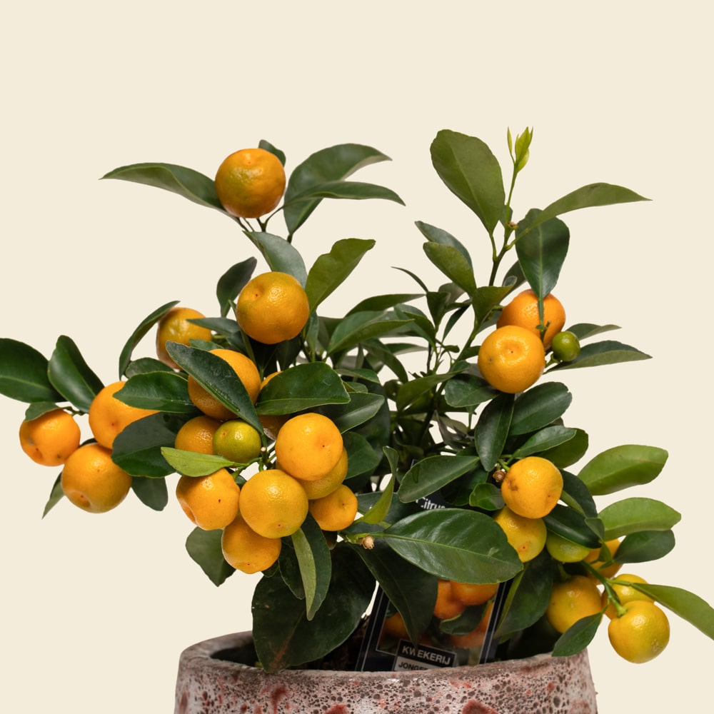 12.2 Charming Mini Citrofortunella Citrus Plant in Ceramic Pot