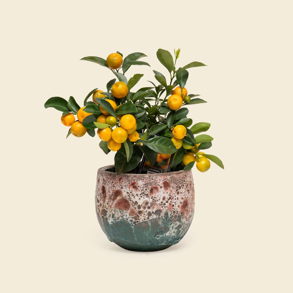 12 Charming Mini Citrofortunella Citrus Plant in Ceramic Pot