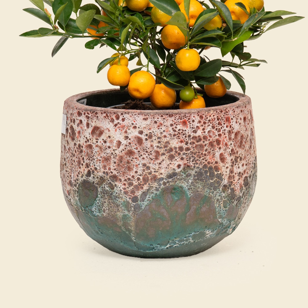15.1 Large Citrofortunella Citrus Plant in Ceramic Vessel