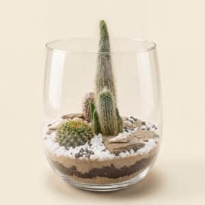 Desert Oasis Cactus Terrarium