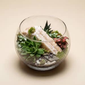 How to look after your flowers? 8 Crystal Oasis Succulent Terrarium