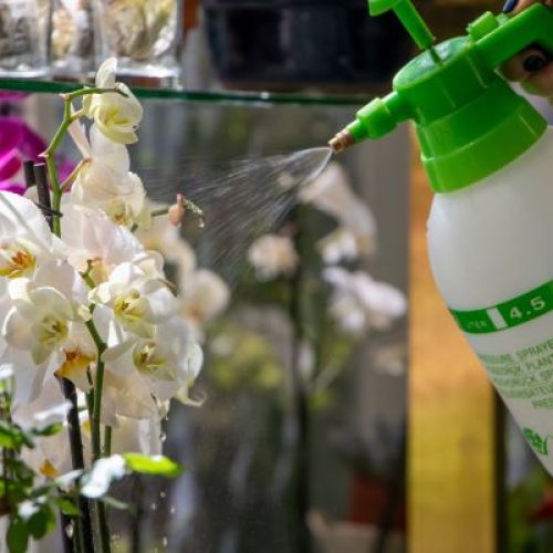 spraying a orchid plant